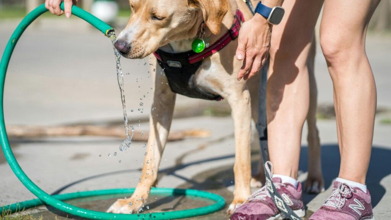 Ce au voie să bea câinii în afară de apă/ Cinci alternative sigure și băuturi interzise: le pun viața în pericol