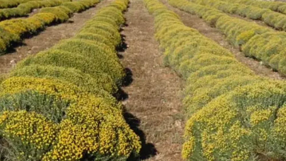 Planta mediteraneeană care miroase a curry. N-are nicio legătură cu condimentul, dar se folosește pentru aromatizarea alimentelor. Era floarea preferată în casa pictorului Dali
