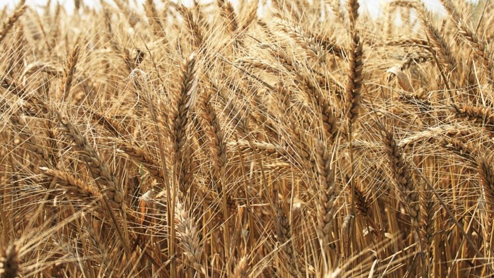 Fermierii din Iași au avut recolte bune, dar prețurile sunt mici, ceea ce îi face să își regândească strategiile de viitor