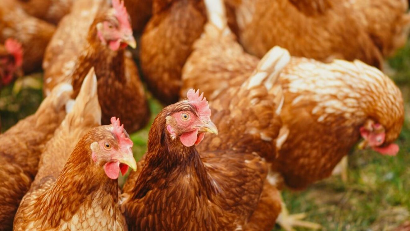 Pulpe de pui infestate cu Salmonella ajunse din România pe piața din Croația