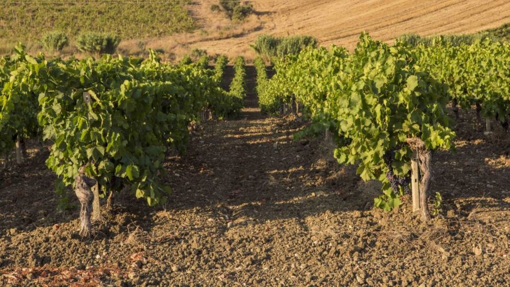 Consiliul UE aprobă un nou cadru legislativ pentru sprijinirea sectorului vitivinicol / Noi definiții pentru vinurile fără alcool și simplificarea etichetării