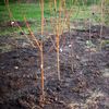 7 pomi fructiferi pe care îi poți planta în această toamnă. Cum alegi soiul potrivit și ce trebuie să faci înainte de iarnă