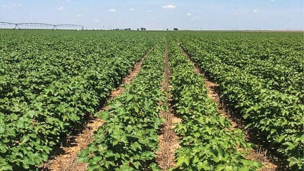 Ce este agricultura no-till, adică fără a ara sau săpa terenul. Care sunt avantajele acestei noi tehnologii și cum trebuie procedat?