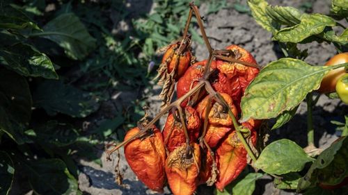 Bacterii, ciuperci și insecte depistate în culturile de ardei din Jirlău / Alertă fitosanitară la nivel național, din cauza unui agent patogen semnalat pentru prima dată în România