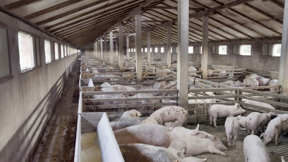 Mii de kilometri pătrați de ape subterane din vestul țării sunt contaminate, iar fermele de porci își monitorizează singure impactul asupra mediului