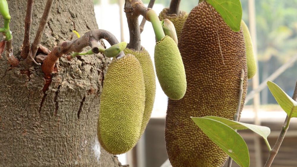 Un fel de carne vegetală naturală. Pulpa de jackfruit asiatic necoaptă seamănă la textură cu carnea și este folosită în preparatele vegane. Un fruct poate ajunge până la 40 de kg și ajunge conservat în Europa sub mai multe forme