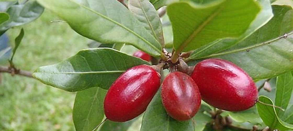VIDEO | Ce este „fructul-miracol” care face alimentele acre să pară dulci / Ce se întâmplă pe limbă după ce îl mănânci