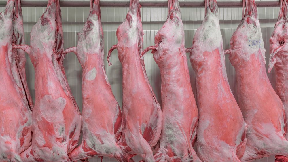 INS: Numărul sacrificărilor de animale a crescut, în august 2024 faţă de august 2023, la porcine, dar a înregistrat scăderi în cazul bovinelor, ovinelor şi caprinelor şi la păsări