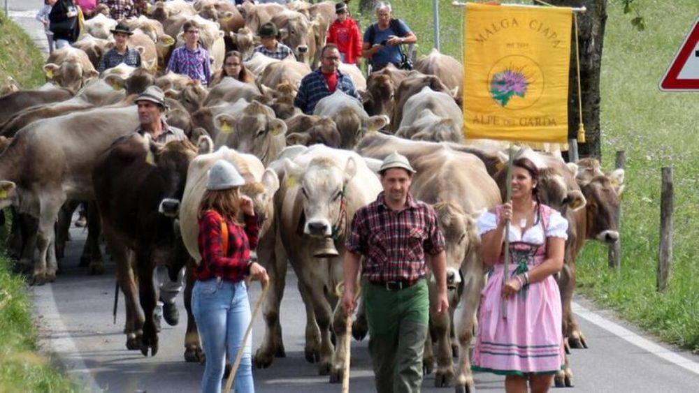 Transhumanța vitelor în Italia, un obicei care se păstrează de milenii. În zonele alpine, vacile urcă de primăvara până toamna la pășunile de pe versanții montani