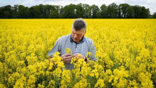 Cultură de rapiță: Protecție împotriva atacului gândacului lucios și azot natural într-o singură semănare / Cum este posibil