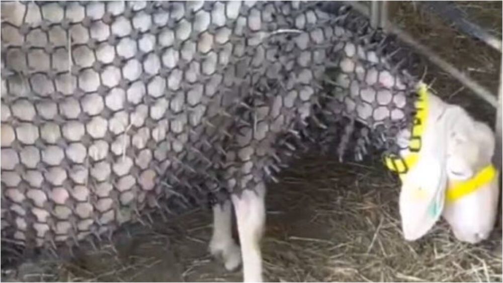 Idee inovatoare sau cruzime față de animale? Scandal în Austria după ce un fermier și-a îmbrăcat oile în „armuri” anti-lup