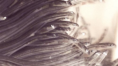 Crima organizată câștigă anual aproximativ 250.000.000 de euro din traficarea ilegală a puietului de anghilă din state membre al Uniunii Europene