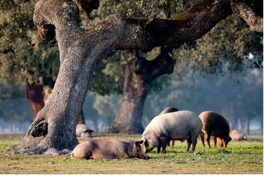 Porci negri iberici crescuți în libertate sub arbori de stejar într-o pășune tradițională dehesa din Spania.