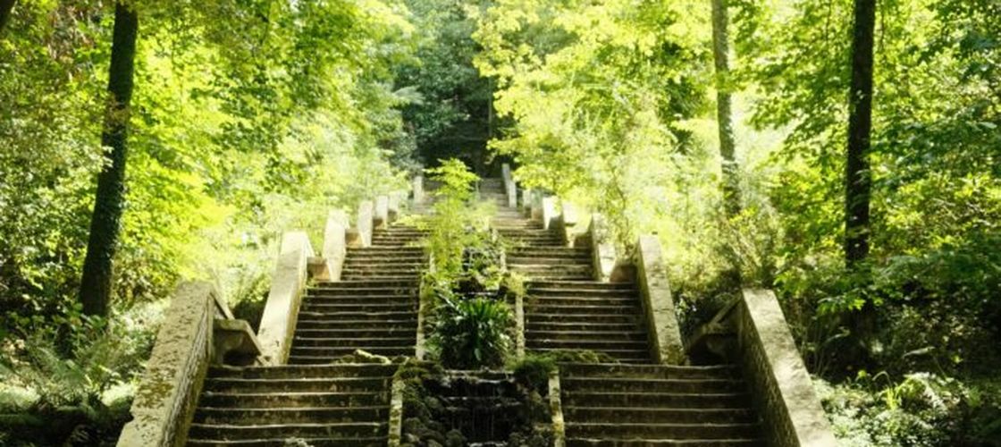 O pădure din Portugalia a primit statutul de „pădure terapeutică”: Bussaco ascunde 250 de specii de arbori și arbuști / Ce se întâmplă într-un astfel de loc și cum diferă terapia de „baia de pădure”