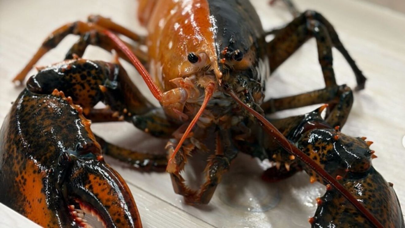 Descoperire extrem de rară în largul coastelor SUA / Un homar cu două culori, considerat unul la 50 de milioane, a fost salvat de la gătit
