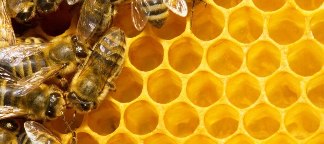 Apicultorii protestează la Prefectură Olt pentru salvarea albinelor și a mierii românești / „Miere românească, nu importuri dubioase”, „Stupii României au nevoie de sprijin”, „Vrem politici corecte pentru apicultori”, între mesajele apicultorilor