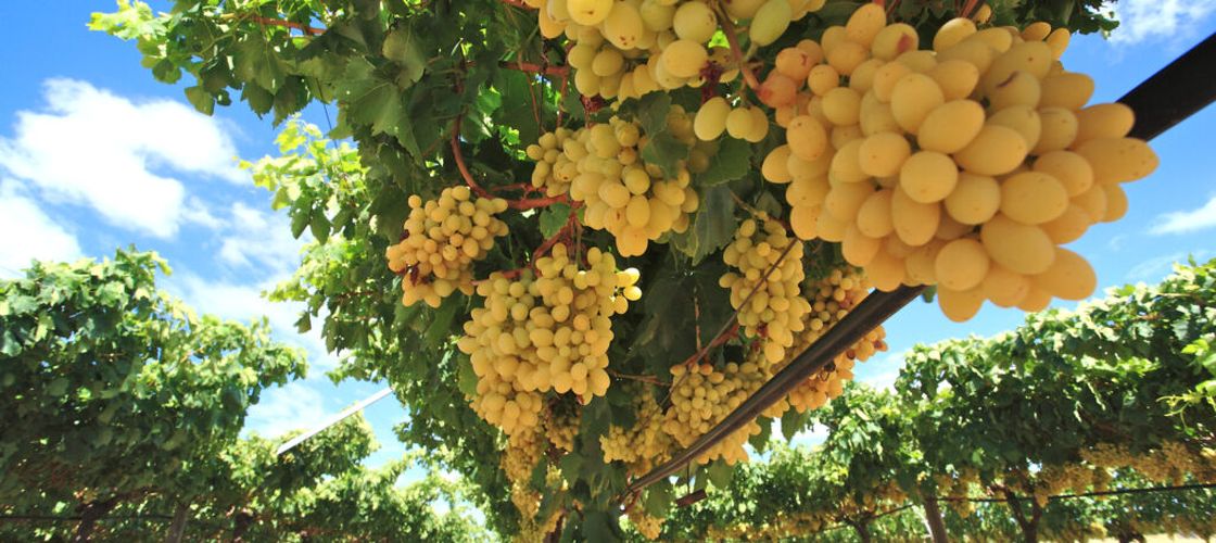Franța se pregătește pentru cea mai slabă producție de vin din acest secol. Seceta și căldura extremă au afectat podgoriile