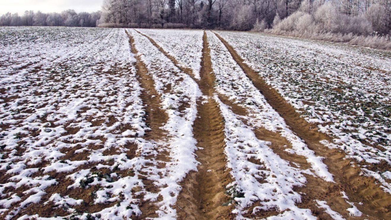 Culturile agricole din Rusia, cel mai mare exportator de grâu, afectate grav de diferențele mari de temperatură / Mai multe regiuni producătoare de cereale au declarat stare de urgență