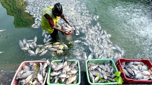 „Proiectul de buget al Comisiei Europene este o nouă lovitură pentru un sector esențial”/ Pescarii sunt nemulțumiți din cauza reducerii Fondului pentru afaceri maritime, pescuit și acvacultură