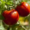 Un simplu săpun poate ține la distanță dăunătorii din grădină / Cum este folosit pentru protejarea culturilor de tomate
