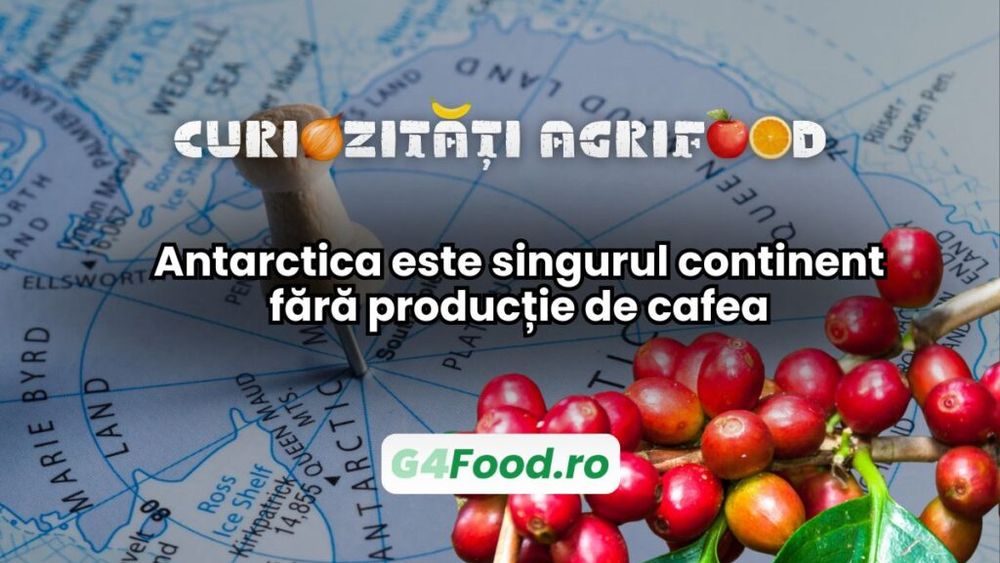Curiozitate agri-food: Antarctica este singurul continent fără producție de cafea / Toate celelalte continente au cel puțin o țară producătoare