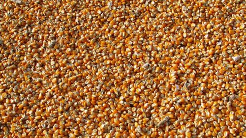 Porumbul ucrainean ar putea profita de pe urma tarifelor americane, estimează analiştii