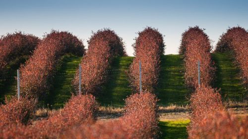 REPORTAJ FOTO | Afacerea din Dâmbovița care duce afinele românești pe mesele din toată Europa / Camil Perian (fermier): „Am pornit de la o livadă părăsită și am ajuns la 1.000 de tone de afine bio” / „În perioada culesului, angajăm 1.000 de zilieri” / „Instalația de fertirigare e printre cele mai moderne din țară”