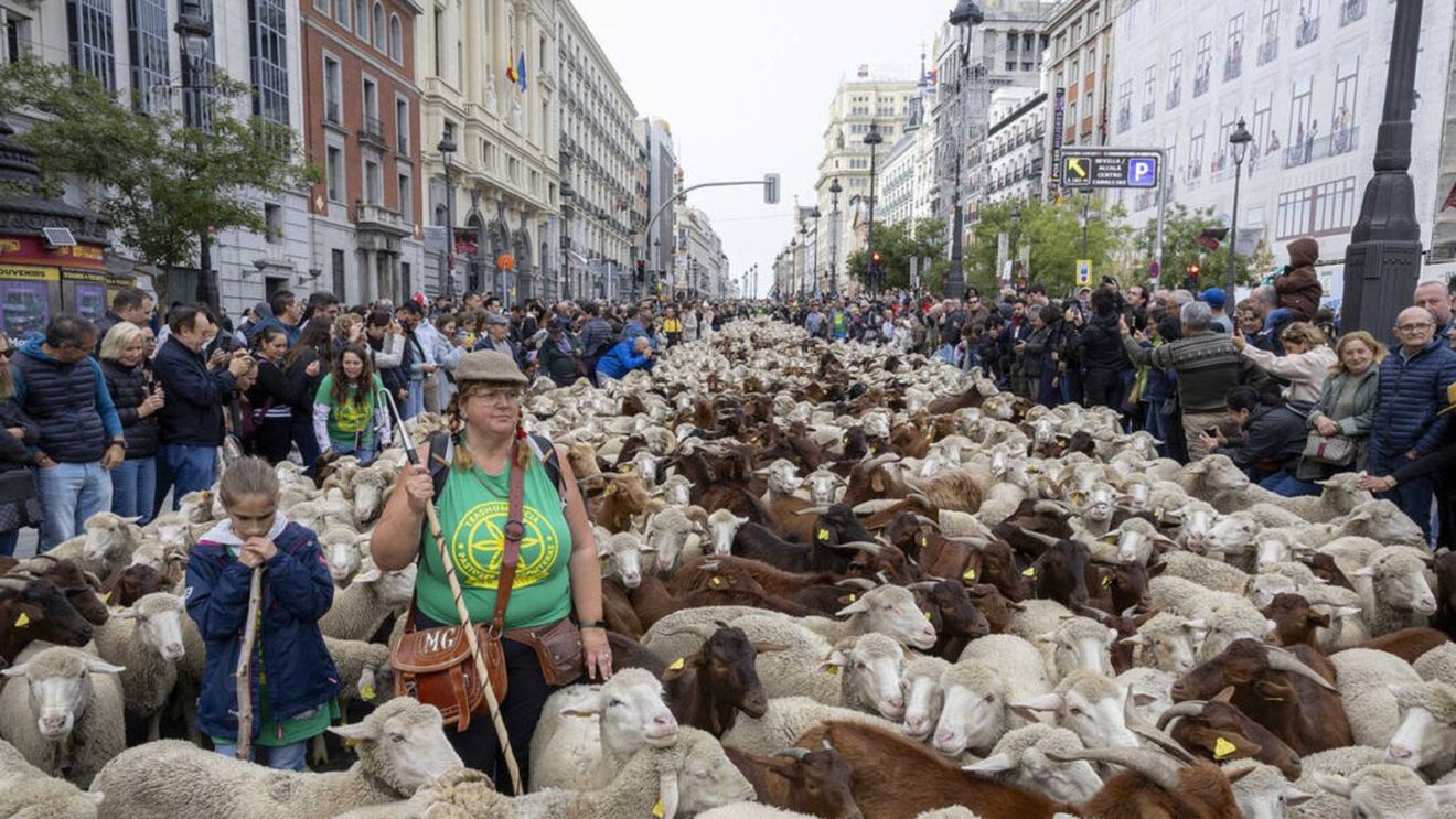 Peste 1000 de oi vor străbate străzile centrale din Madrid de Sărbătoarea Transhumanței. Păstorii, nemulțumiți de modificare traseului convențional din cauza manifestațiilor neautorizate