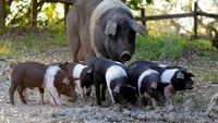 Doar 3.000 de exemplare au mai rămas. Rasa de porci cinta senese, varianta italiană a mangaliței, la un pas de dispariție din cauza pestei porcine