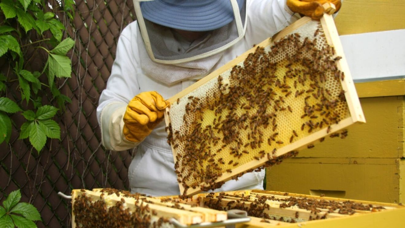 Vâlcea: Apicultorii ies marţi în stradă pentru a cere subvenţii şi eliminarea impozitului pe camioanele apicole