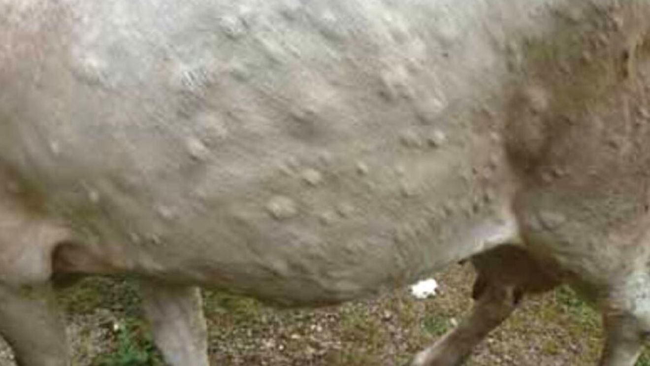 După Franța, au fost identificare focare de dermatită nodulară contagioasă și în Italia