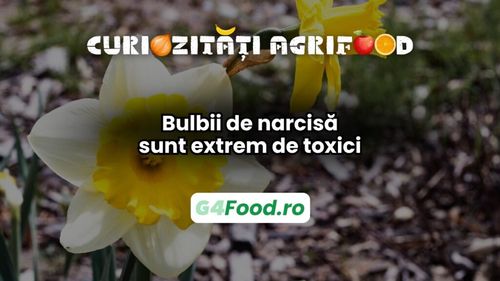 Curiozitate agri-food 13 martie: Bulbii de narcise sunt extrem de toxici / Se crede că erau folosiți de soldații romani răniți grav, pentru a-și scurta suferința