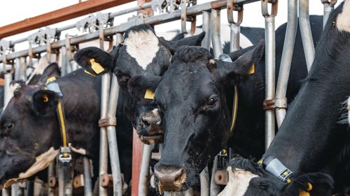 Cât costă o junincă Holstein cu pedigree, în Irlanda/ Încrederea în sectorul laptelui este cea care susține piața