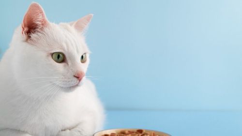 Dieta corectă pentru animalele obeze: Cum se face slăbirea treptată și sănătoasă, potrivit medicului veterinar