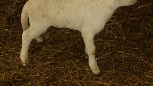 Transporturi ilegale de animale, descoperite de ANSVSA. Zeci de miei fără acte, dispăruți în județul Alba