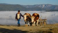 APIA: Peste 2,1 milioane de lei pentru crescătorii de animale, în urma cererilor de plată din iulie