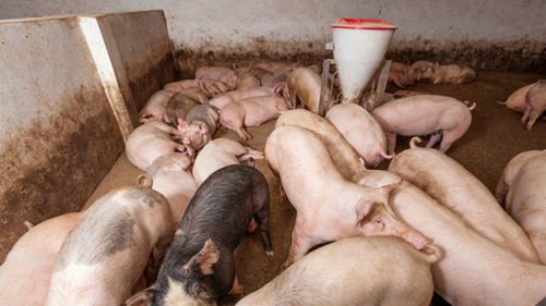 Sacrificările de porcine şi păsări au crescut, în august, dar s-au înregistrat scăderi la ovine, caprine şi bovine, conform datelor INS