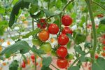 Stațiunea de Cercetare Buzău pregătește un nou soi de tomate / „Această linie s-a remarcat prin fructele sale în formă de inimă, cu striații spectaculoase pe fond brun-roșiatic și pulpă cărnoasă”