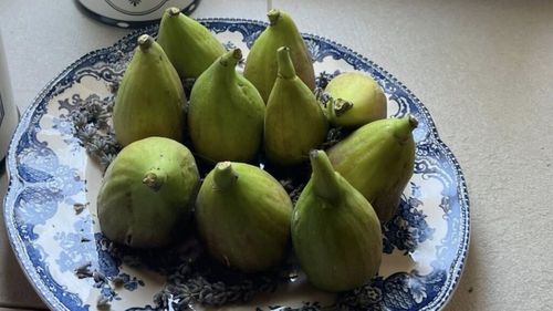 Actrița Oana Pellea, entuziasmată de bogăția de fructe a smochinului din grădina sa: „E absolut plin de smochine”