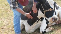 Spania rămâne fără medici veterinari în zonele rurale. Criza afectează fermele și controalele pentru bunăstarea animalelor