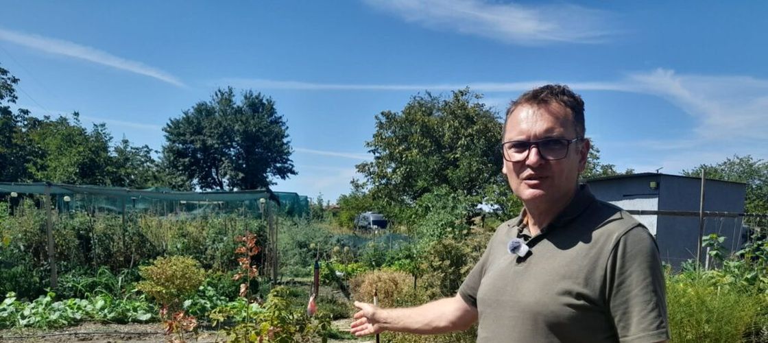 GALERIE FOTO | De la roșiile bunicilor la agricultura de pe YouTube: cum au renăscut grădinile urbane ale Timișoarei