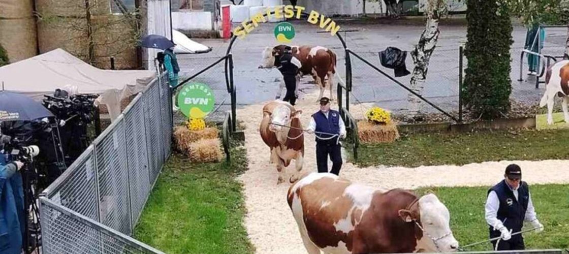 Parada Taurilor de la Sângeorgiu de Mureș marchează 50 de ani de ameliorare genetică / În premieră vor fi prezentați tăurași autohtoni aflați în testare