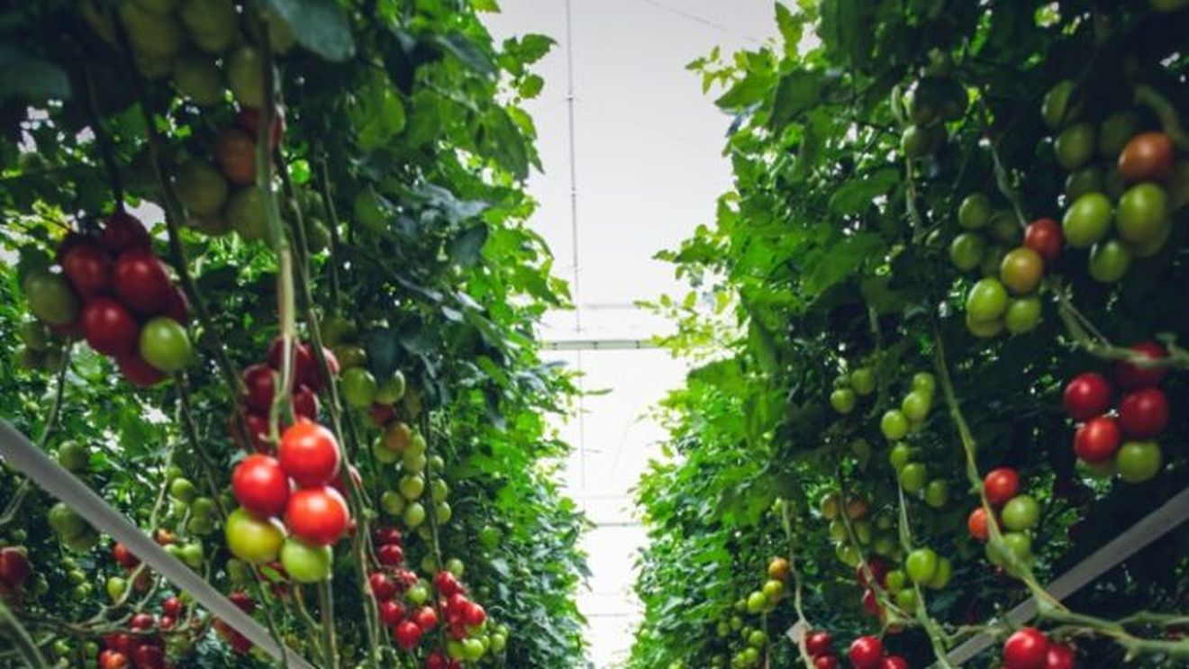 Orașele post-apocaliptice. Grădinile urbane și fermele de lângă orașe pot salva orașele medii de la foamete