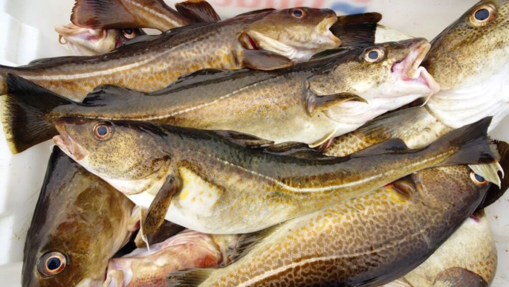 Sute de kilograme de merluciu cu larve, retrase de la comercializare de DSVSA Buzău / Ce deficiențe au mai constat inspectorii sanitari