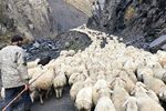 Omul care străbate lumea în căutarea brânzeturilor rare. Trevor Warmedahl a plecat să trăiască printre ciobani și să testeze cele mai neobișnuite gusturi de brânză. Ultima pe lista sa, o brânză maturată în piele cu blană de capră