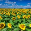 România ar putea obține recolte mai mici la floarea-soarelui în acest an / Expert: „Aruncăm valoarea adăugată în afara țării”