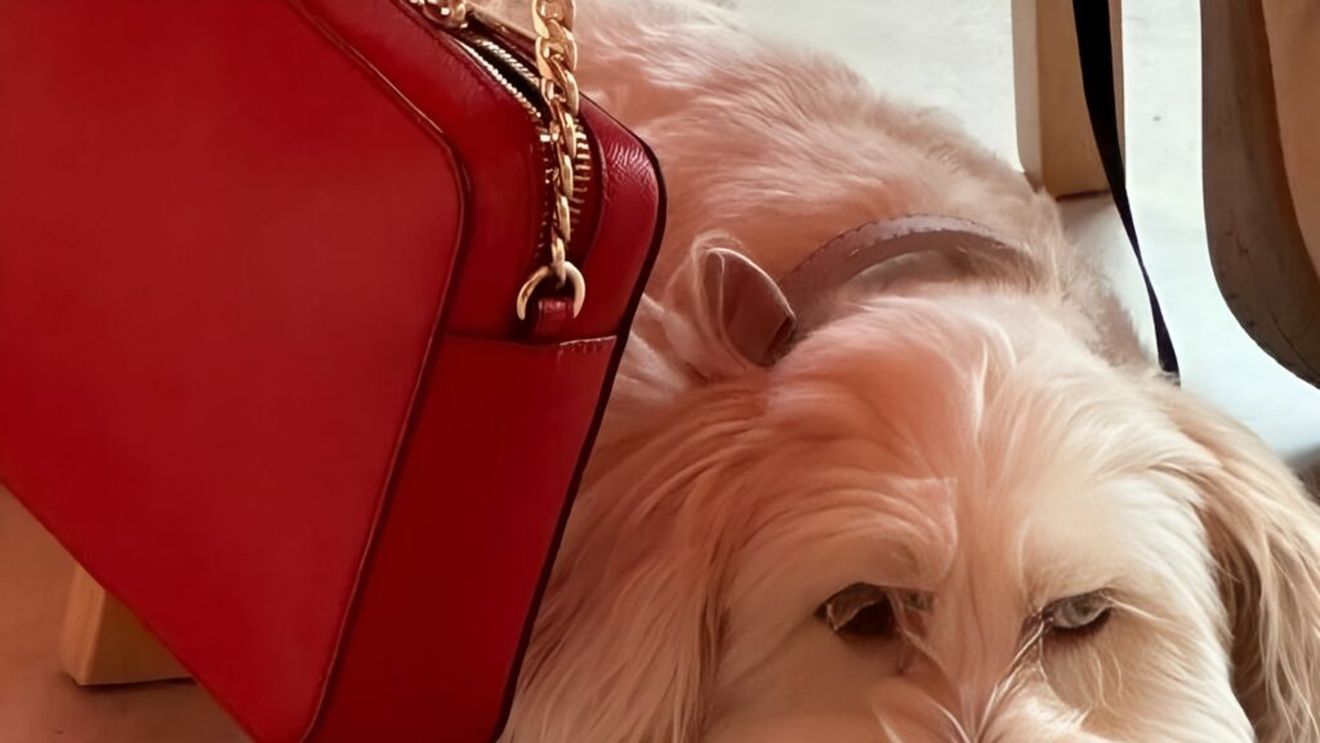 FOTO | Cafeneaua pentru toți: Freya și companionii, un loc prietenos pentru necuvântătoare (FOTO)