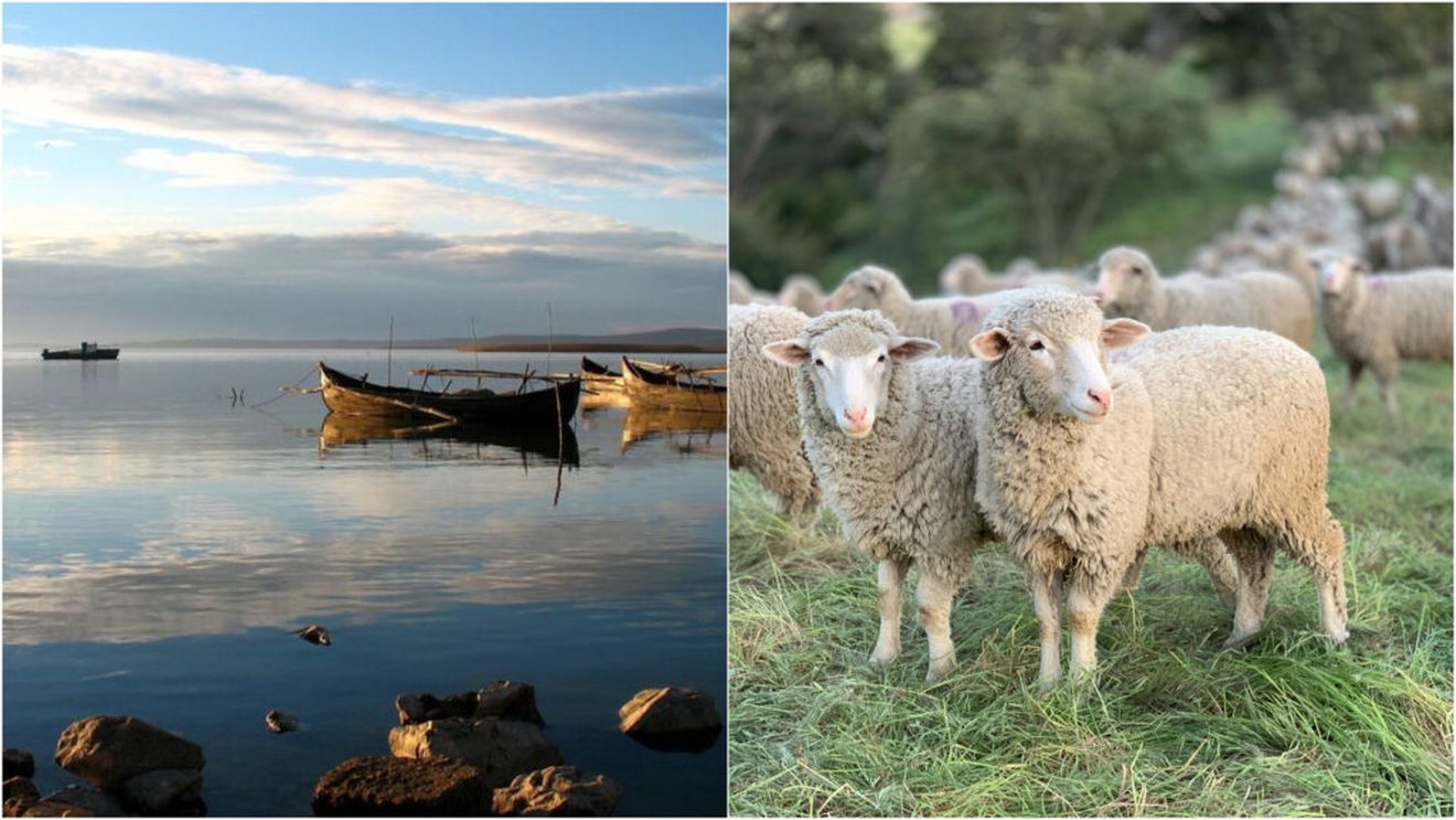 Tulcea: Consiliul Județean construieşte un dig nou pentru protejarea comunei Beştepe - zona amenințată include pe lângă locuințe și exploatări agricole/ Comuna Stejaru va primi sprijin financiar pentru acoperirea cheltuielilor datorate lichidării focarelor de pestă a micilor rumegătoare