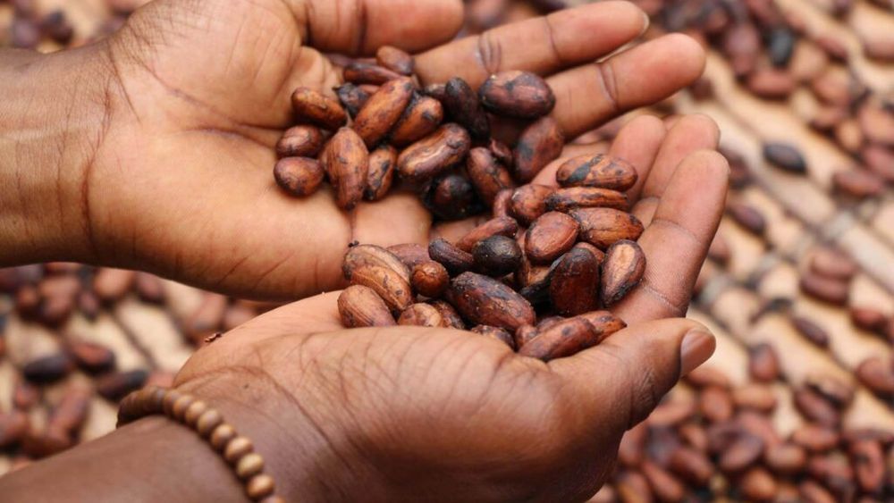 8 tone de cocaină descoperite în Germania/ Marfa ilegală, evaluată la jumătate de miliard de euro, era ascunsă în saci cu boabe de cacao 