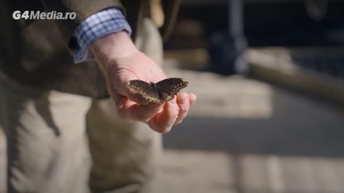 Experiment social impresionant: ce s-ar întâmpla dacă ar dispărea insectele de pe Pământ/Un profesor specializat în fluturi și insecte trage un semnal de alarmă: trei sferturi din alimentele noastre ar dispărea